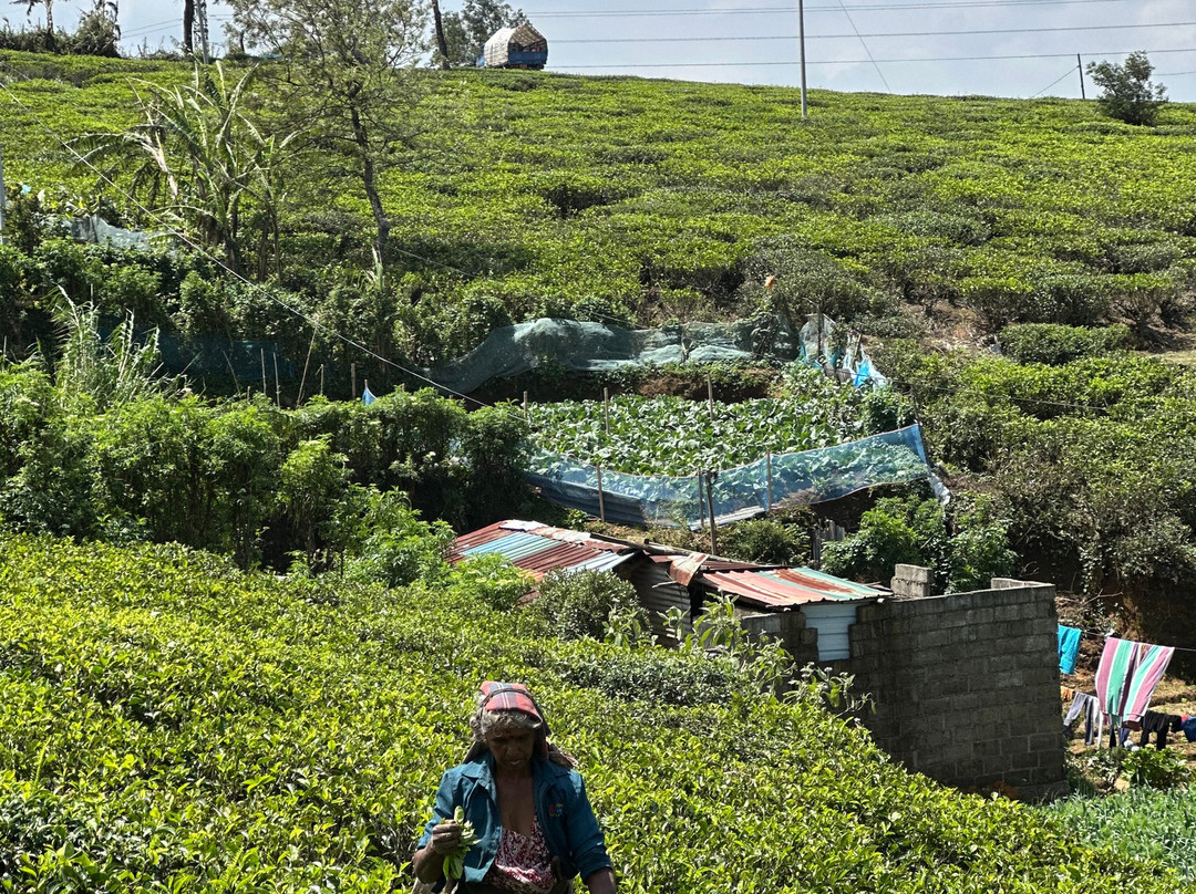 Revival Ceylon Tours-Kuliyapitiya必去景点