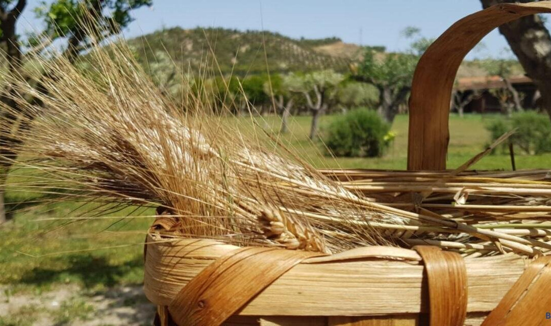 Santa Severina酒店住宿-Agriturismo La Mandragola Relais