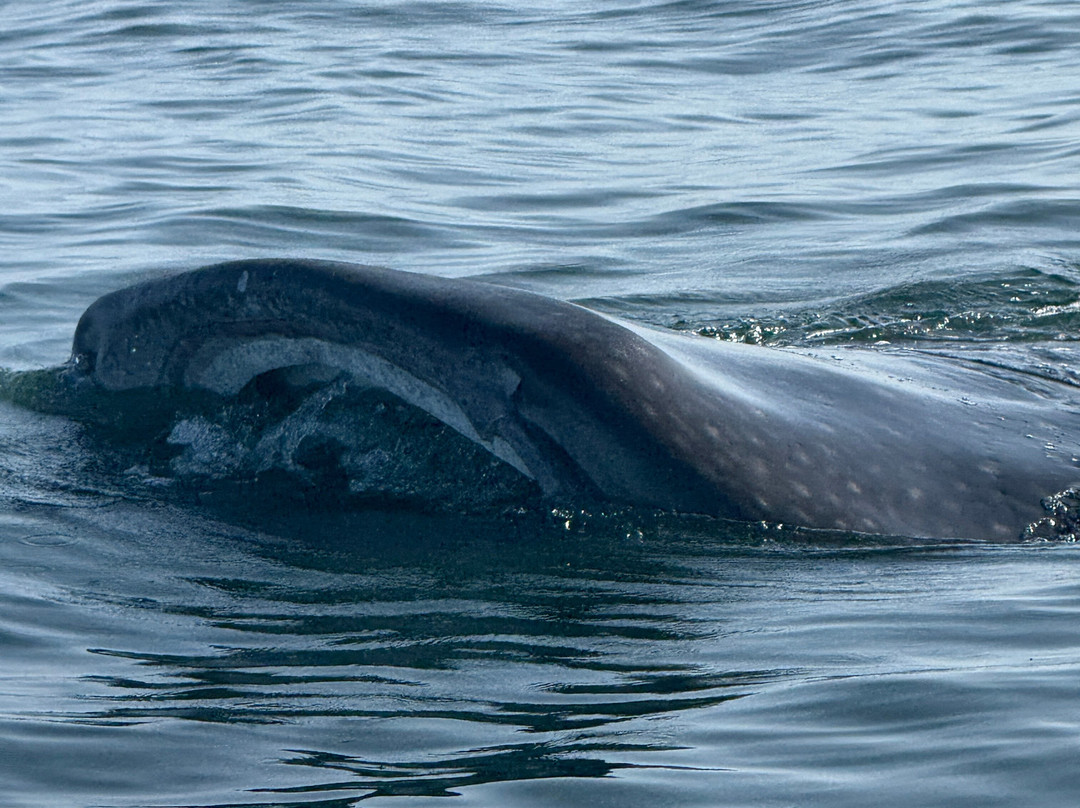 My Holbox Tours-Holbox必去景点