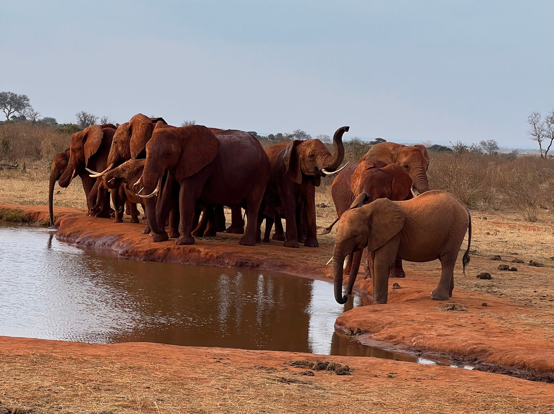 FAMILY LEISURE AFRICA SAFARIS-内罗毕必去景点