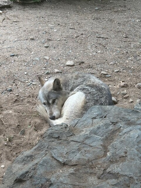 International Wolf Center-伊利必去景点