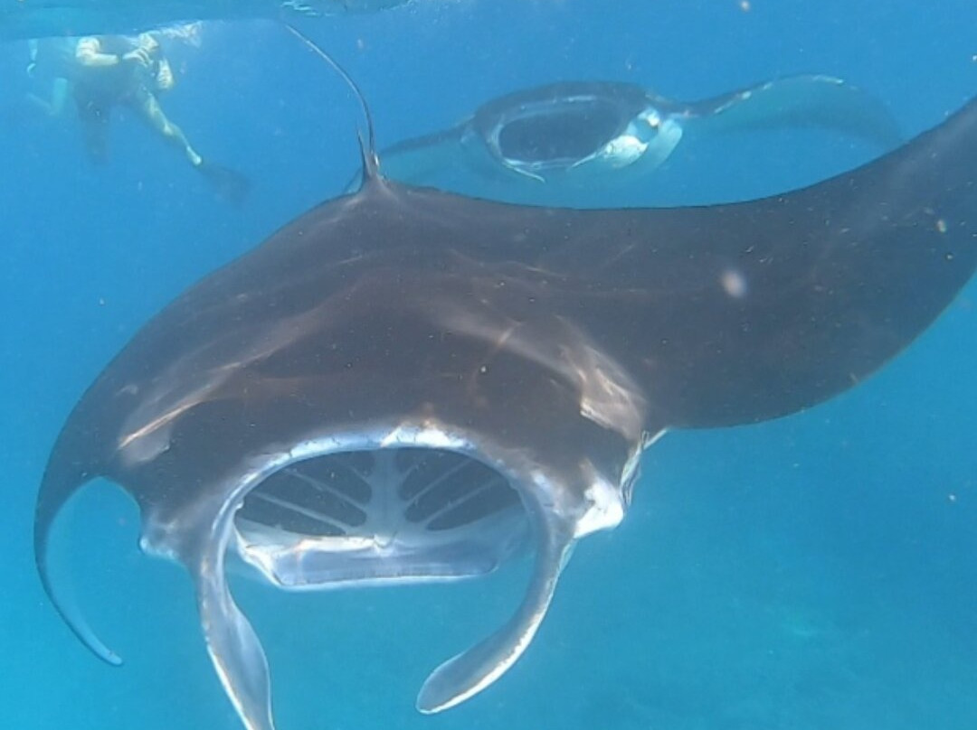 Snorkeling at Nusa Penida-Toyapakeh必去景点