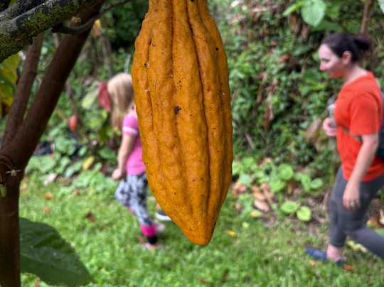 Puna Gold Farm-帕霍亚必去景点