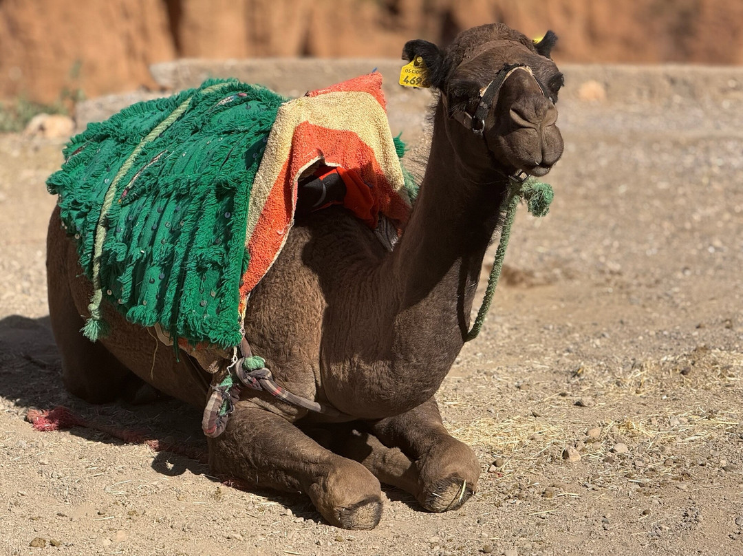 Saharastern-扎古拉必去景点