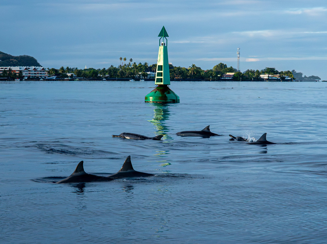 'ATAE : Safari Océan ~ Tahiti-普纳奥亚必去景点