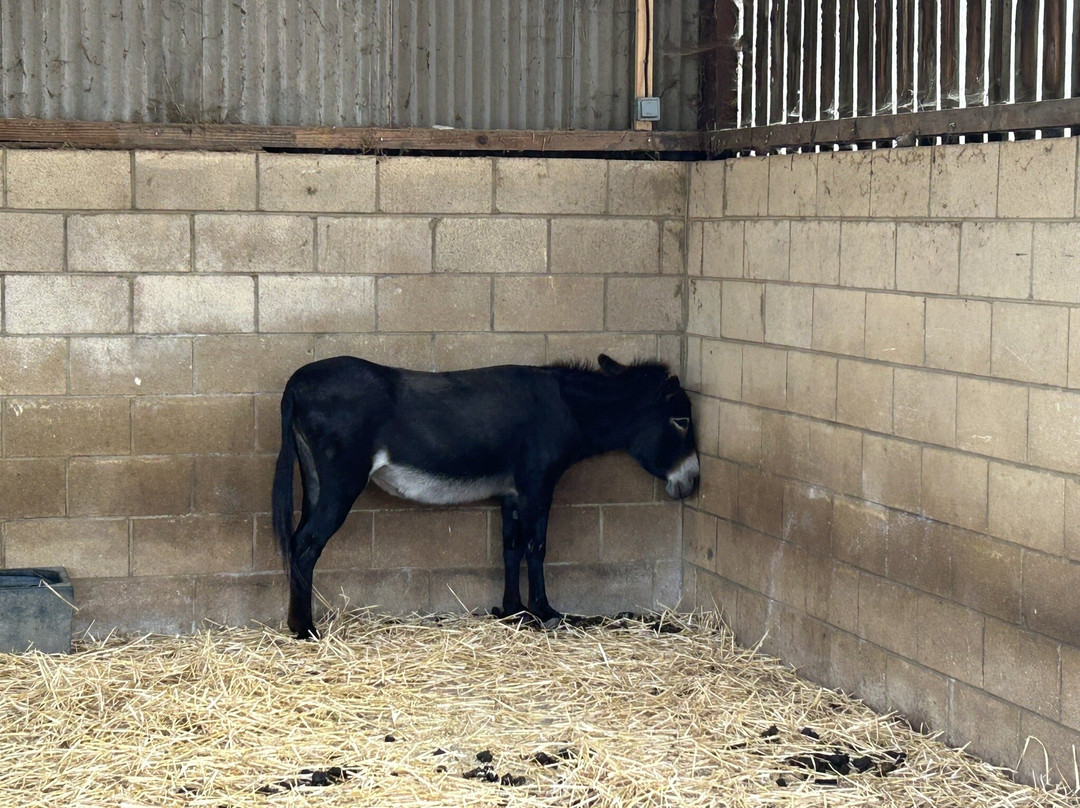亨士劳城市农场-费尔特姆必去景点