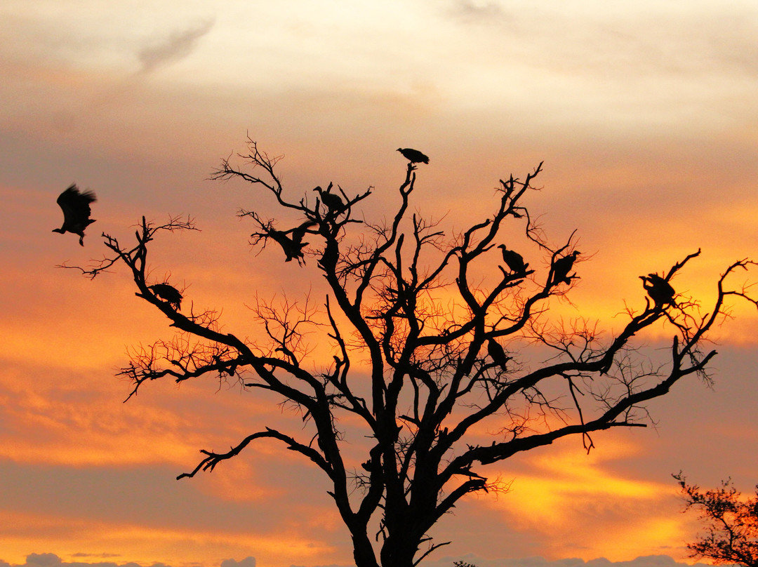 African Safari Guru-开普敦中心区必去景点