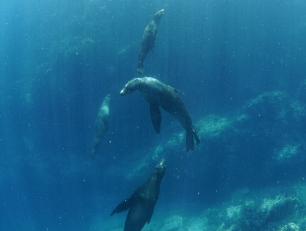 Baja Underwater Expeditions-La Ventana必去景点