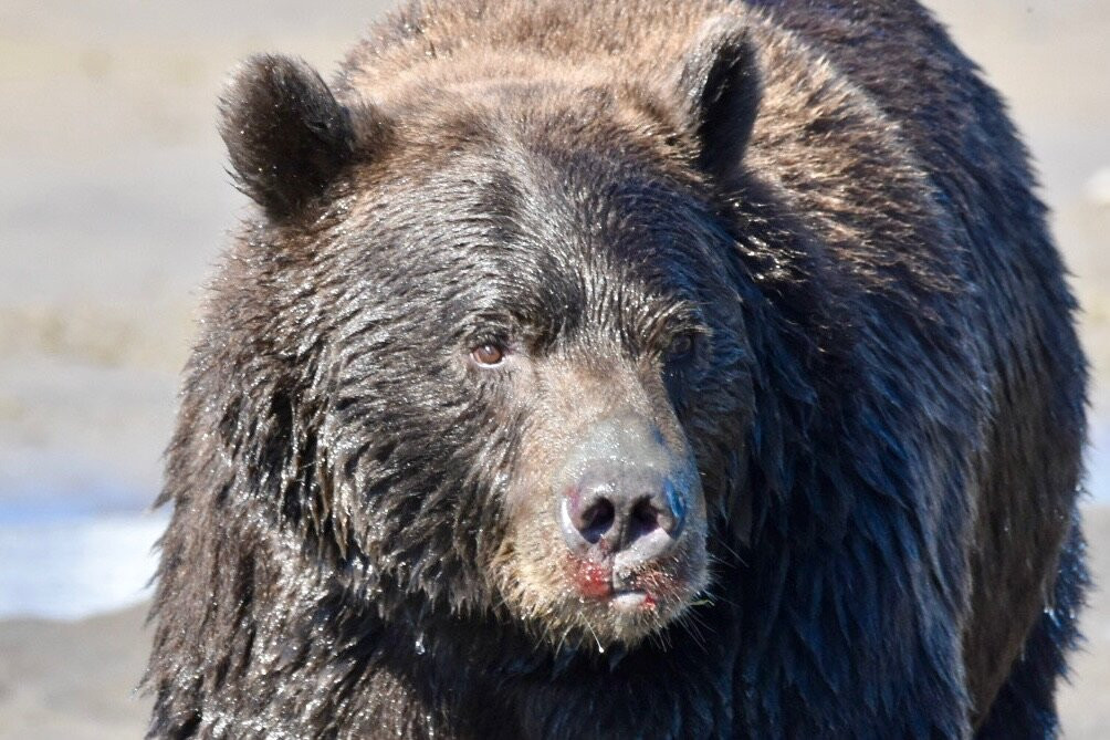 Alaska Ocean Pros-荷马必去景点