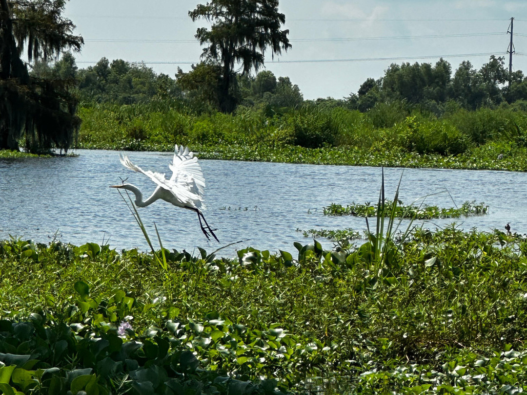 Airboat Tours-Des Allemands必去景点