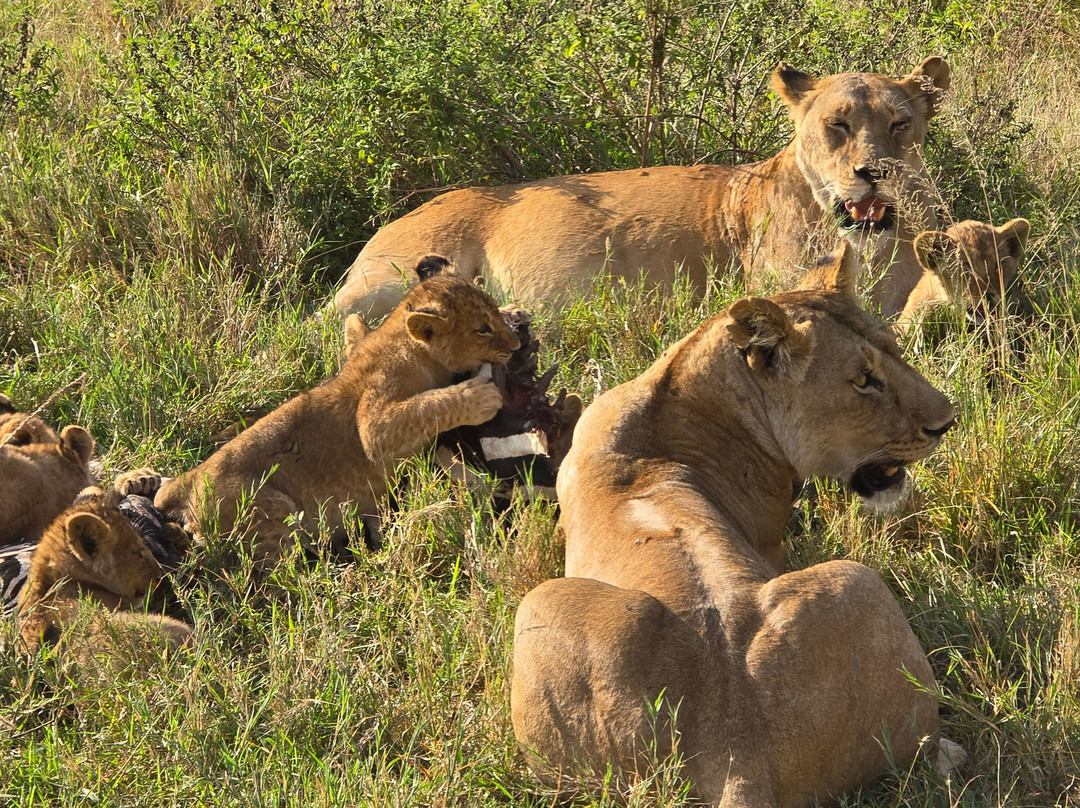 AfrikaKukaye Tours and Safaris-莫西必去景点