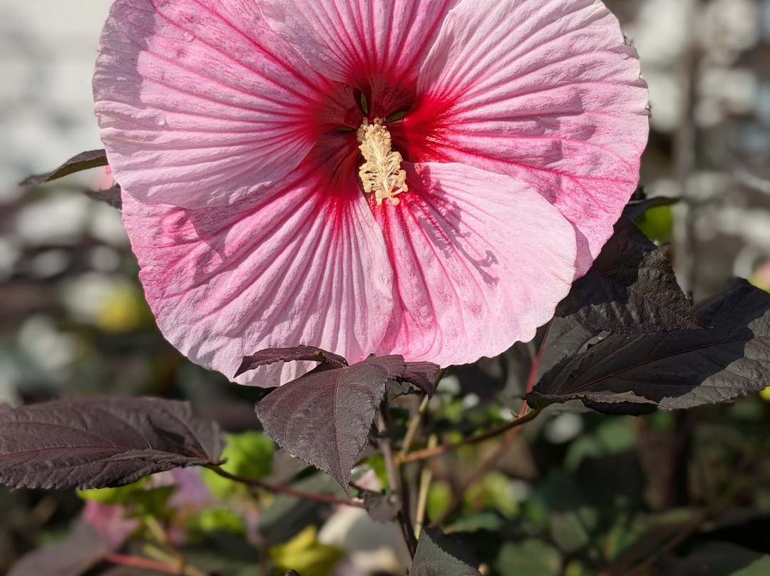 Carriage House Bed and Breakfast主图