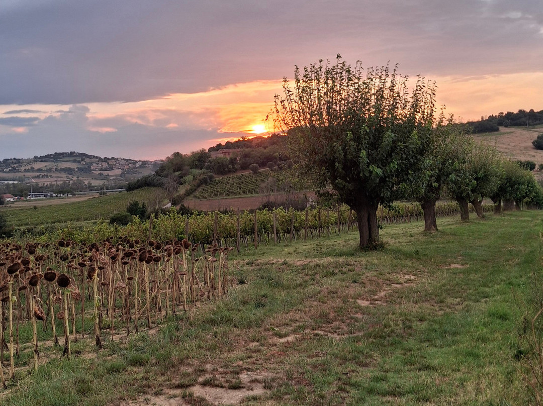 Fattoria le Terrazze-努马纳必去景点