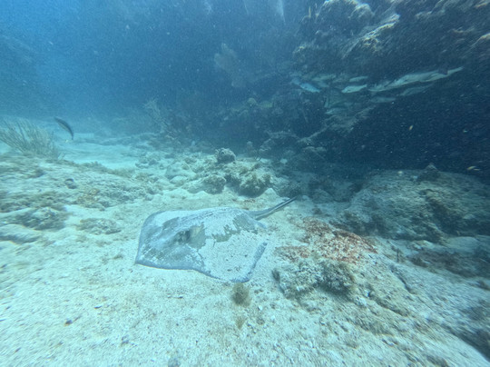 Lost Reef Adventures-基韦斯特必去景点