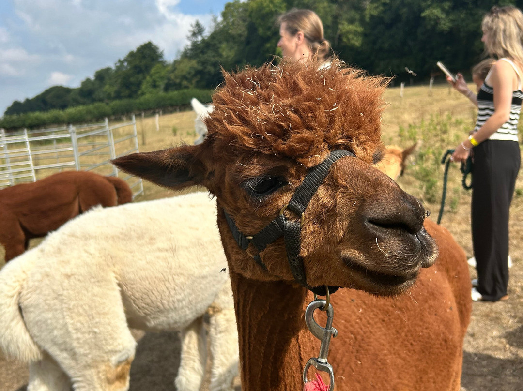 Little Orchard Alpacas-Axminster必去景点