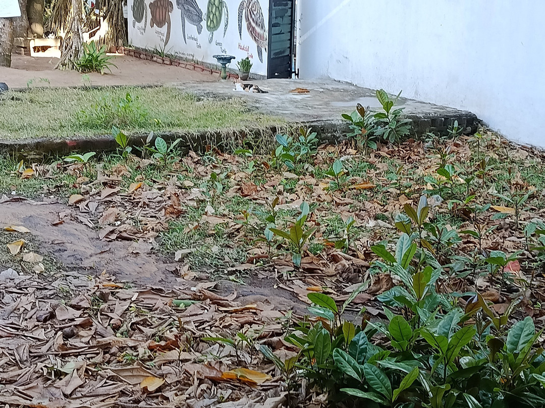 Sea Turtle Farm Galle Mahamodara-加勒必去景点