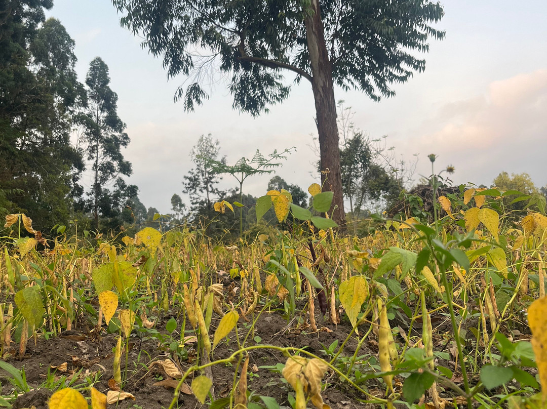 Mount Rungwe-Tukuyu必去景点