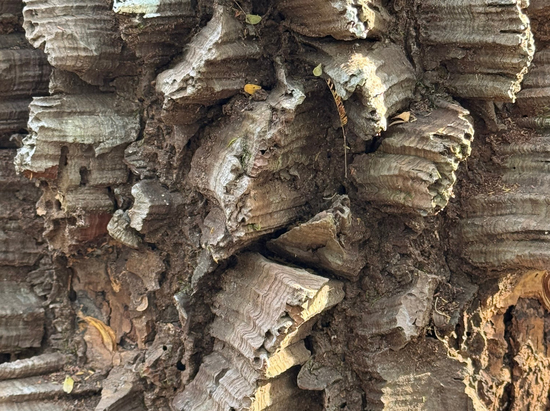 Caiman Ecological Refuge-米兰达必去景点