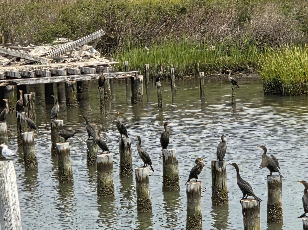 Smith Island Cruises-Crisfield必去景点