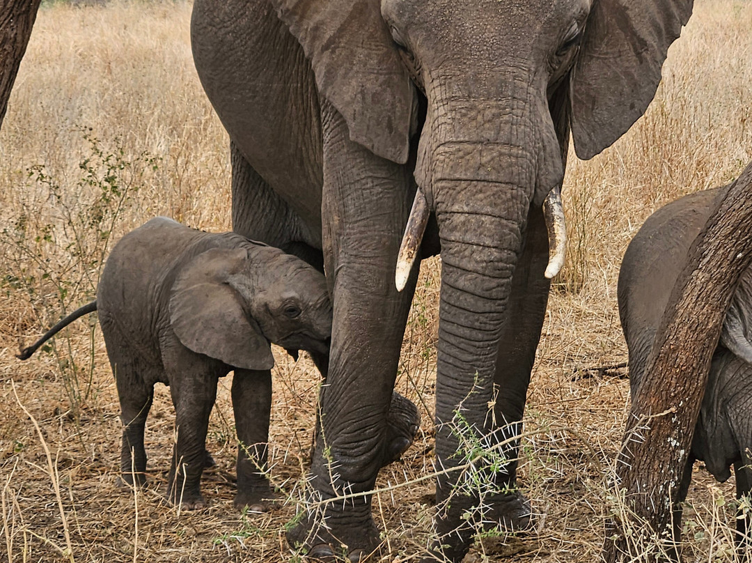 Papagei Tours And Safaris-阿鲁沙必去景点
