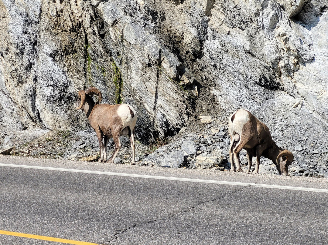 Tangle Creek Falls-贾斯珀国家公园必去景点