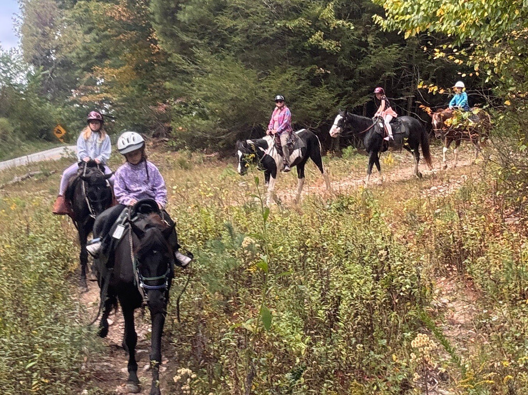 Appalachian Horse Adventures - Montebello, VA-Montebello必去景点