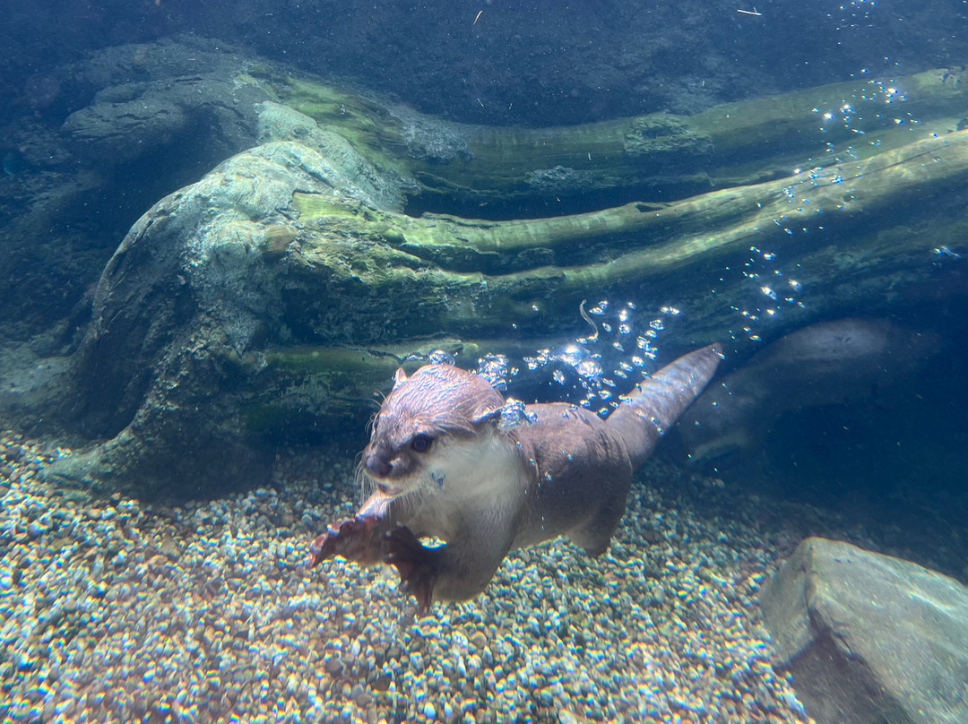 Angkor Wildlife & Aquarium-暹粒必去景点