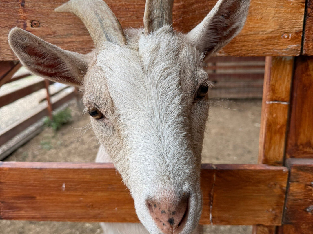 Therianos Family Farm-Kallithea必去景点