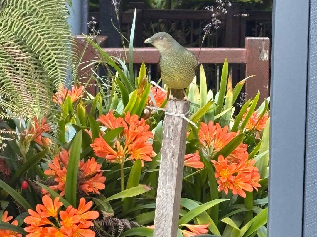 O'Reilly's Rainforest Retreat Day Experiences-莱明顿国家公园必去景点