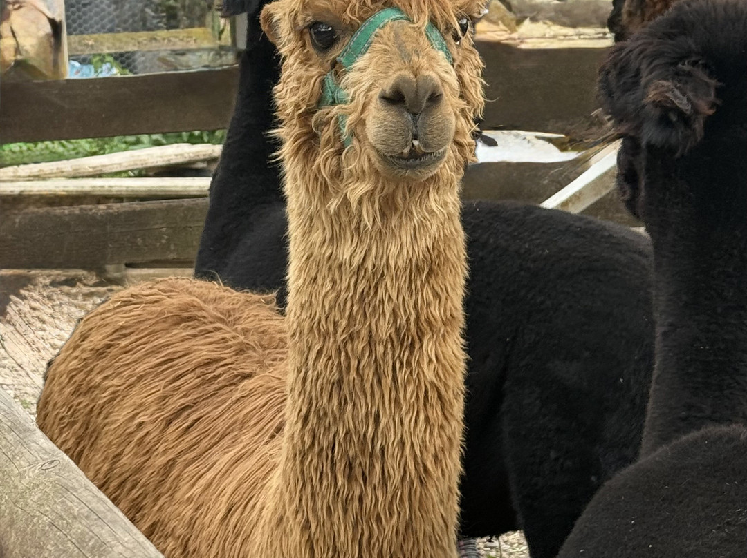 Lucky Tails Alpaca Farm-Atherstone必去景点