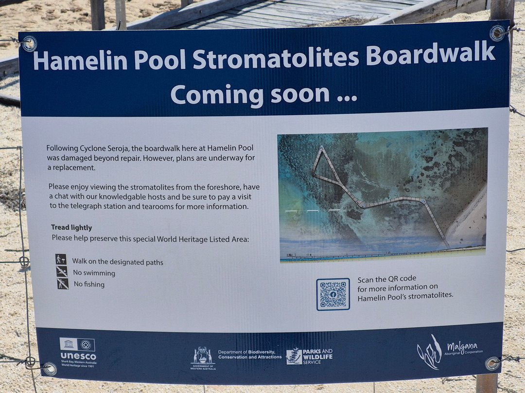 Stromatolites of Shark Bay-德纳姆必去景点