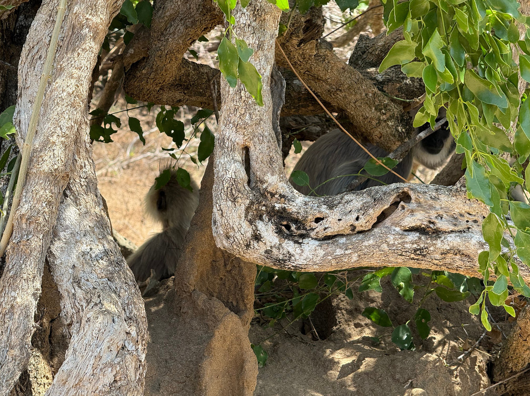 Sudu Yala Tusker Safari-蒂瑟默哈拉默必去景点