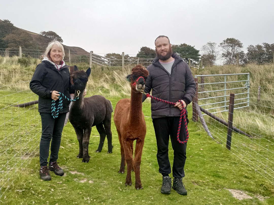 Antur Alpaca At Geufron Farm-Tywyn必去景点