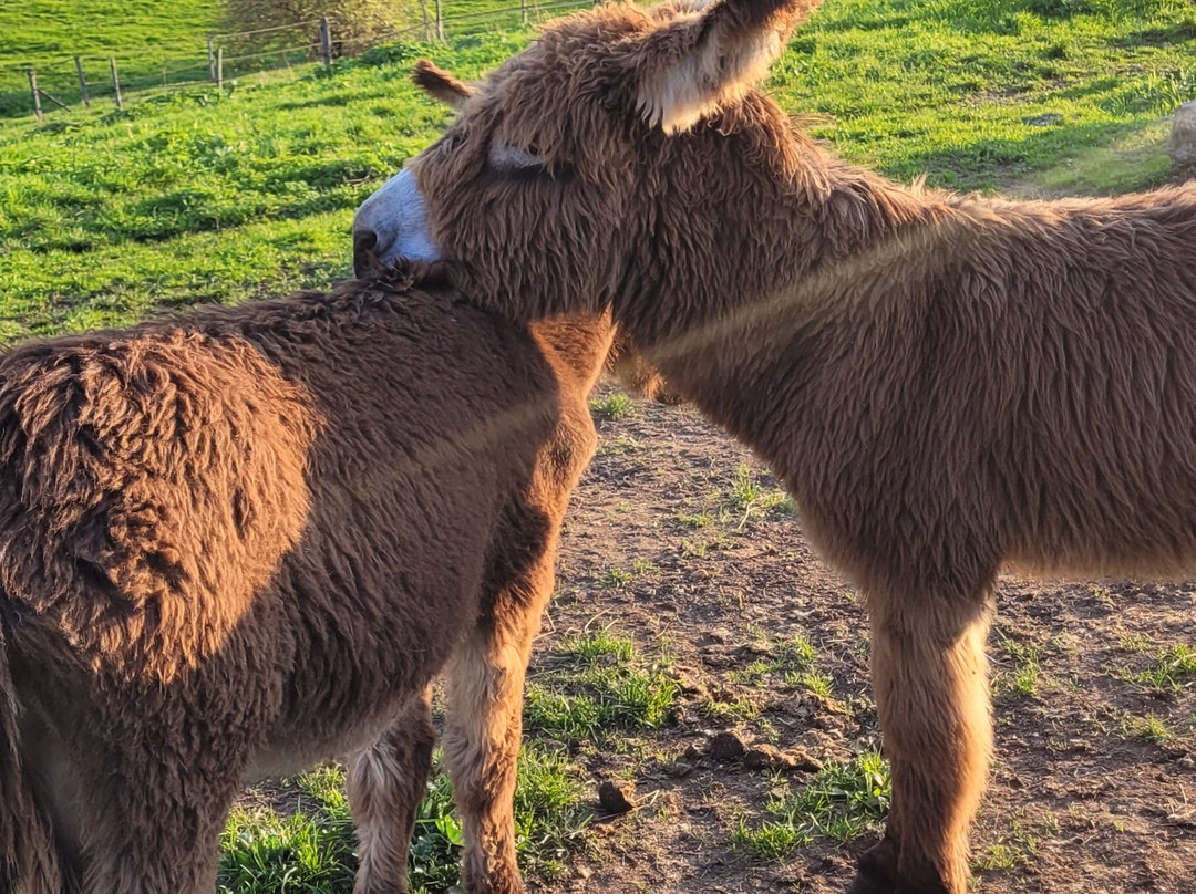L'Asinérie de la Vioune-Hyds必去景点