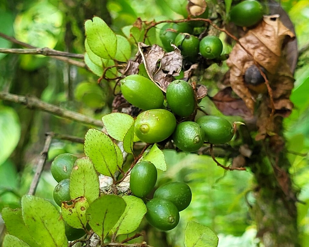 Finca Sura-Puerto Viejo de Sarapiqui必去景点