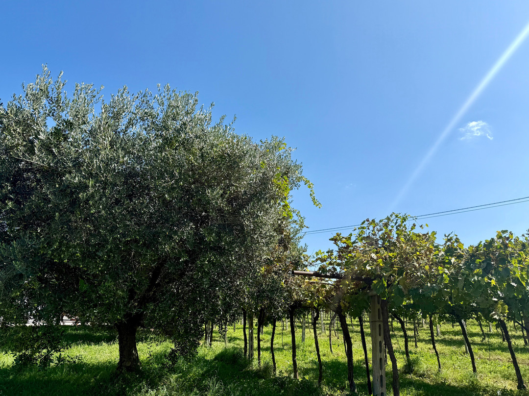 Corte Torcolo Del Garda-Cavaion Veronese必去景点