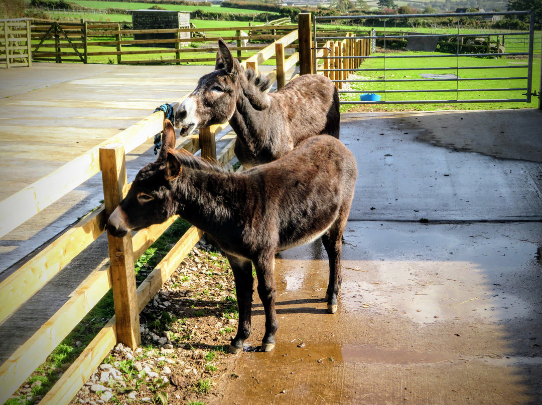 The Flicka Foundation - Donkey Sanctuary-Penryn必去景点