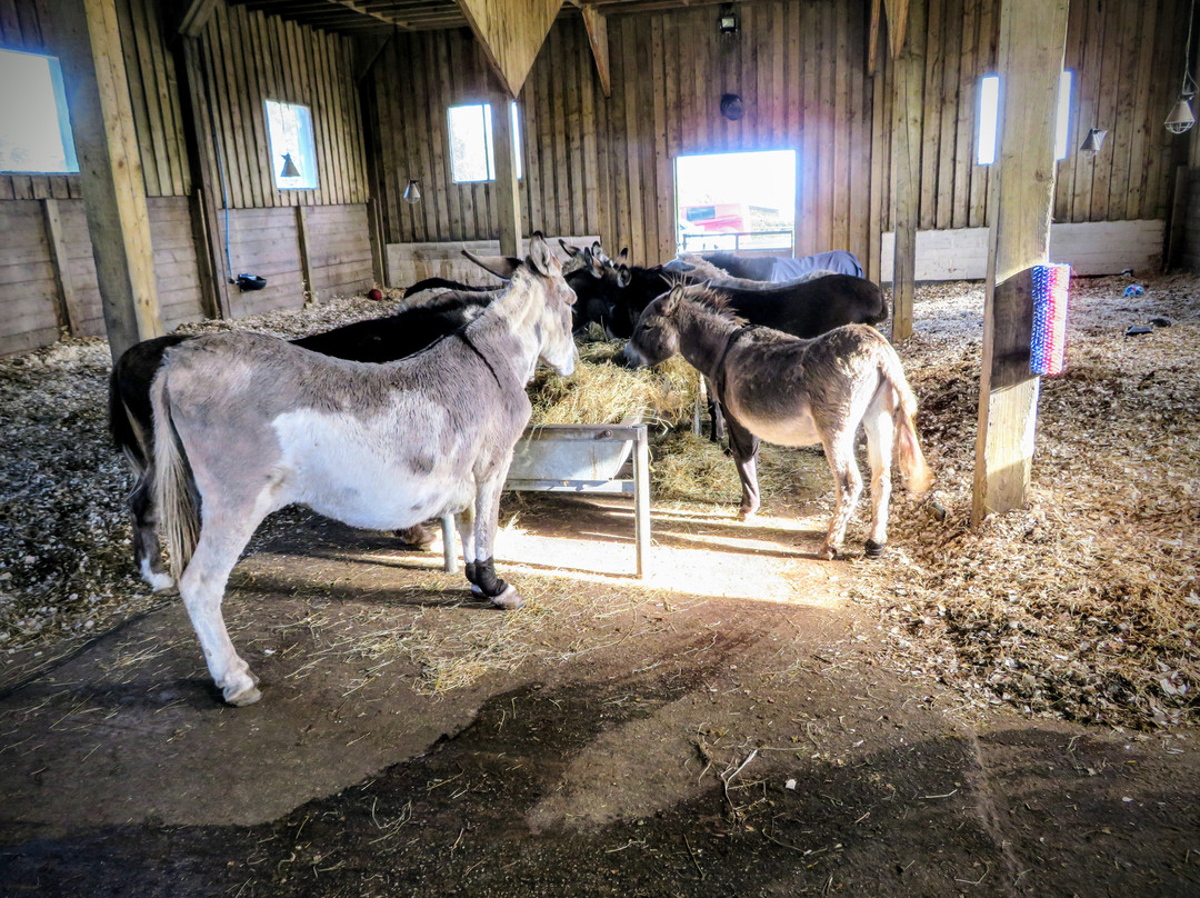 The Flicka Foundation - Donkey Sanctuary-Penryn必去景点