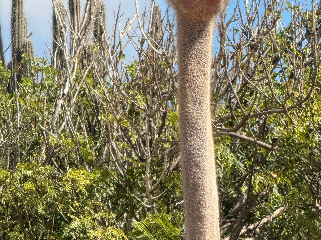 Aruba Ostrich Farm-奥腊涅斯塔德必去景点