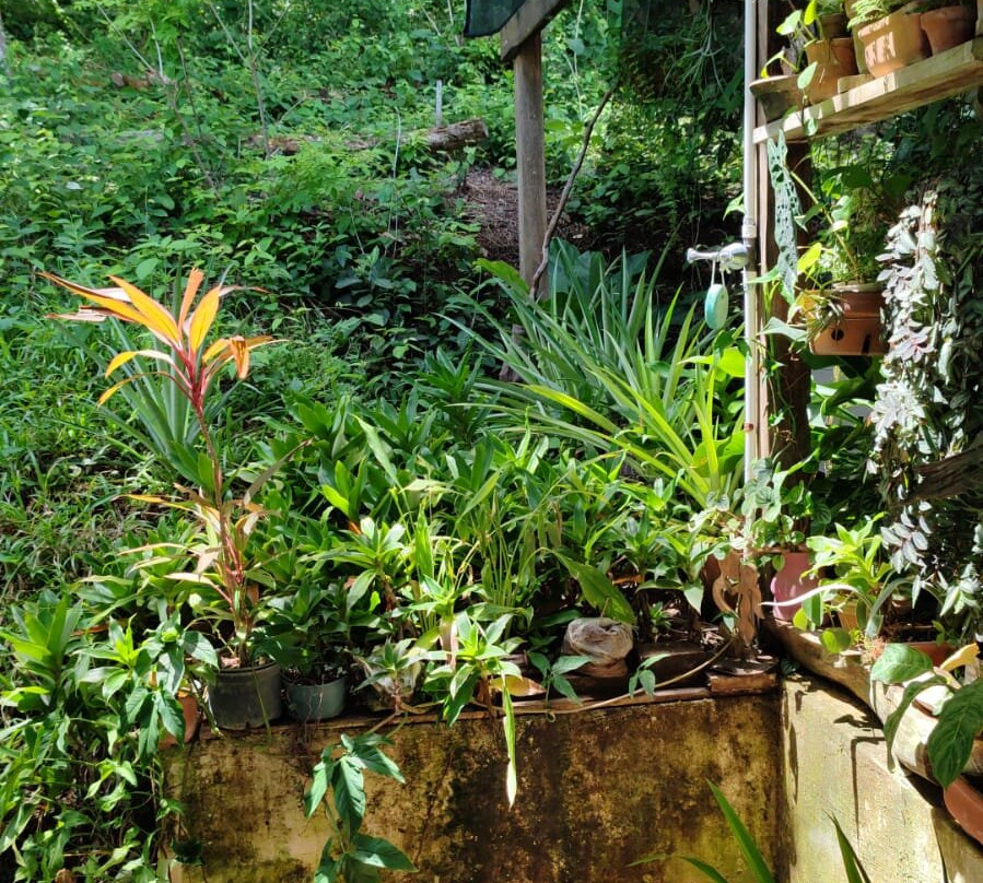 Isla Venado Gardens