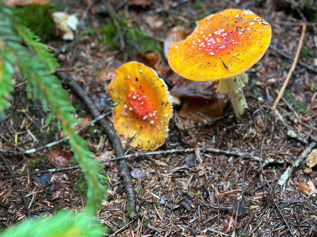 Ravennaschlucht-Breitnau必去景点