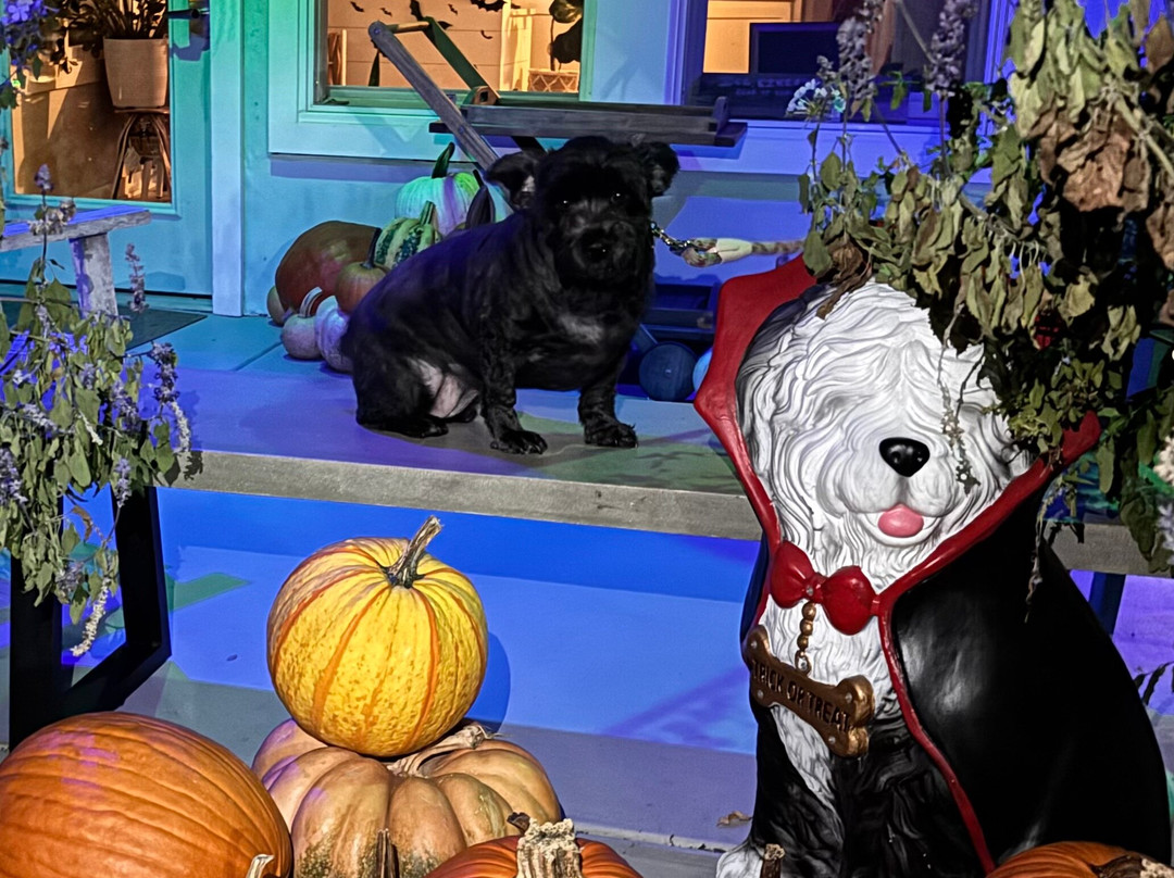 Boarding House Cape May主图