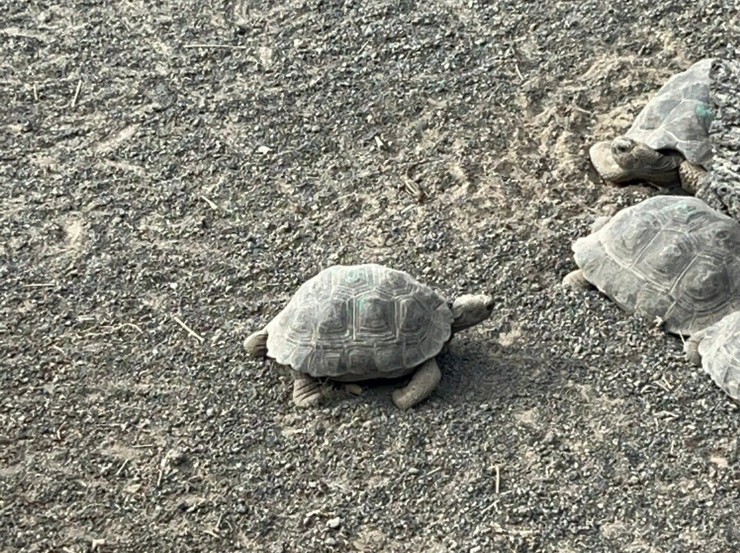 Centro de Crianza Arnaldo Tupiza-维里亚米尔港必去景点