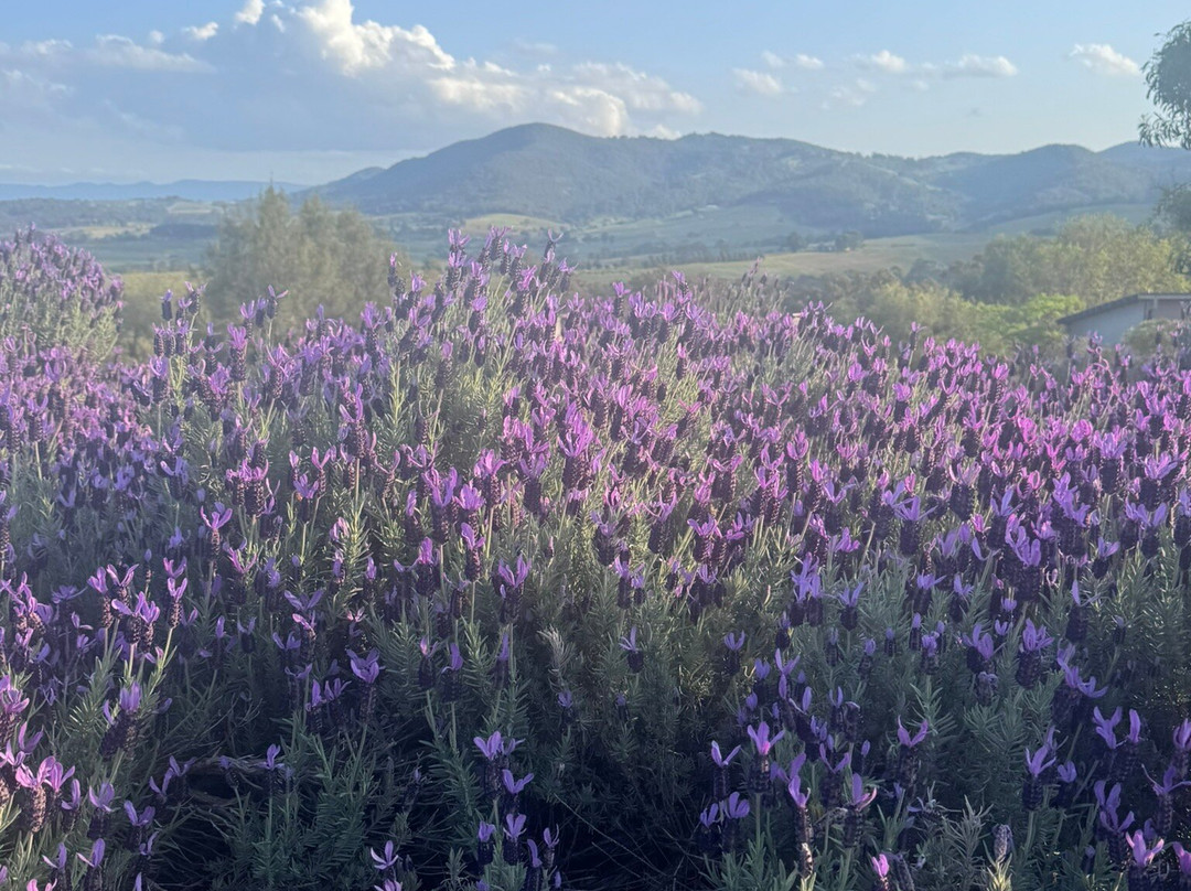 Elysia Wellness Retreat主图