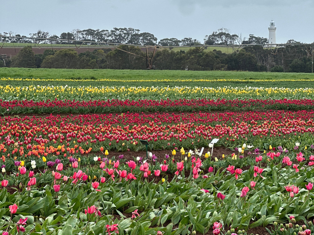 Table Cape Tulip Farm-温耶德必去景点