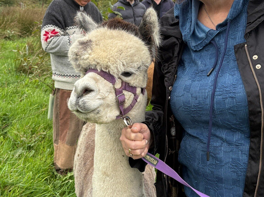 Mourne Alpacas Trekking With Over 100 Alpacas