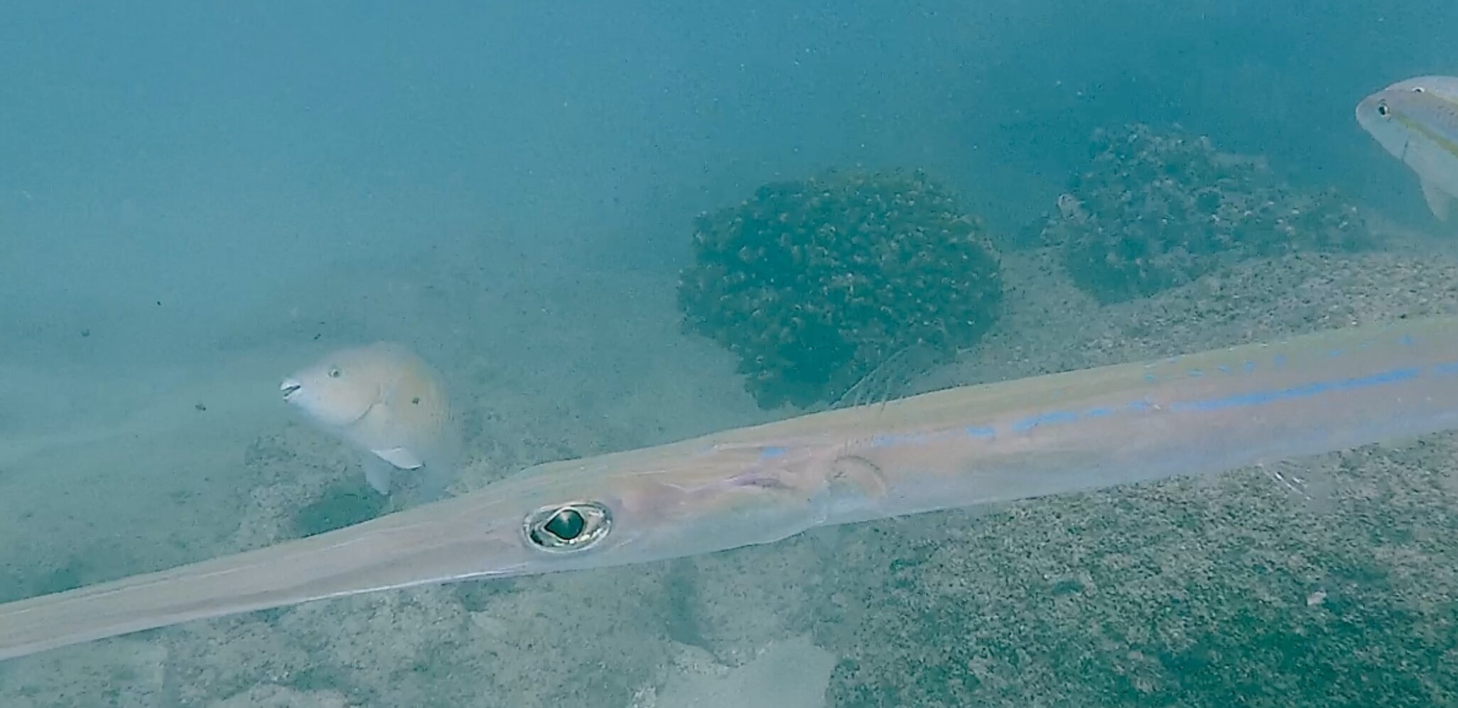 Cabo Pulmo Beach Resort-官方