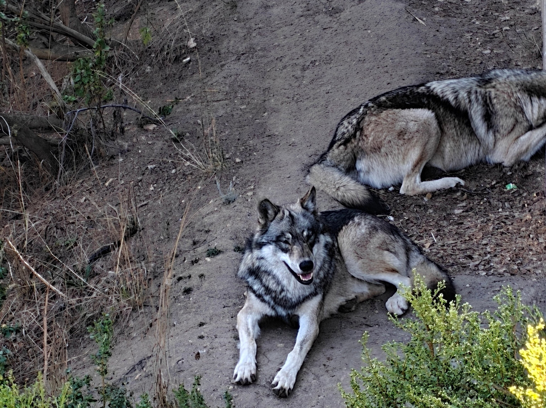 奥克兰动物园-奥克兰必去景点