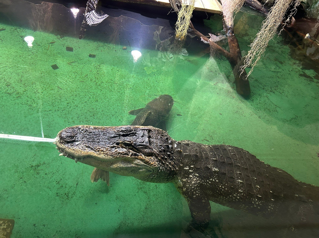 Reptilienzoo Allgäu-菲森必去景点
