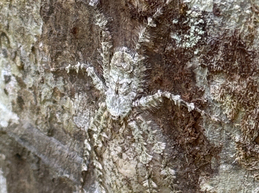 Daintree Rainforest Cooper Creek Wilderness-Cape Tribulation必去景点